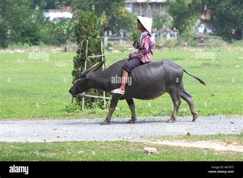 ¿Qué revela The Story of the Buffalo sobre la relación entre el hombre y la naturaleza en la antigua Vietnam?