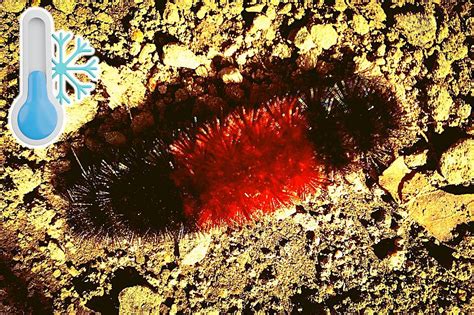  Why Are We Still Telling Tales Of The Woolly Worm?: Exploring a Curious Enigma From American Folklore